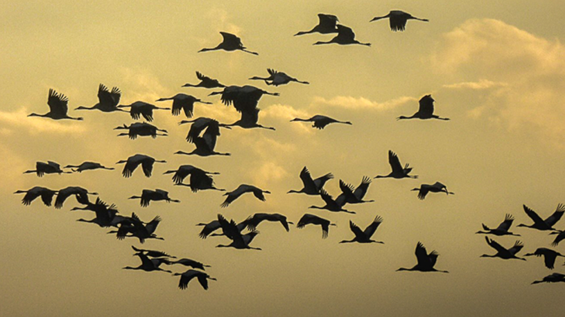 image-L’orientation chez les oiseaux migrateurs